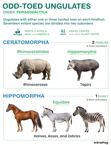 odd toed ungulate|ungulate animals list.